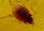 Fossil Fly (Diptera) and a Mite (Acari) in Baltic Amber #135081-1